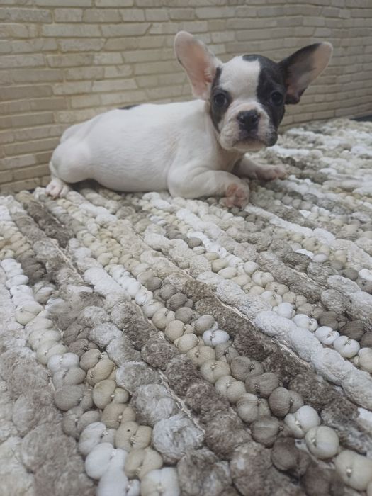 Buldog francuski suczka