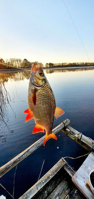 Wynajmę dom ze światłowodem na okres jesienno- zimowy . Lubuskie