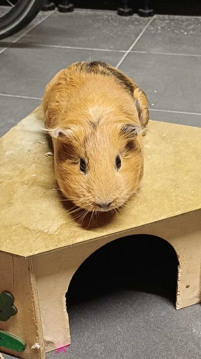 Świnki Morskie Kawie