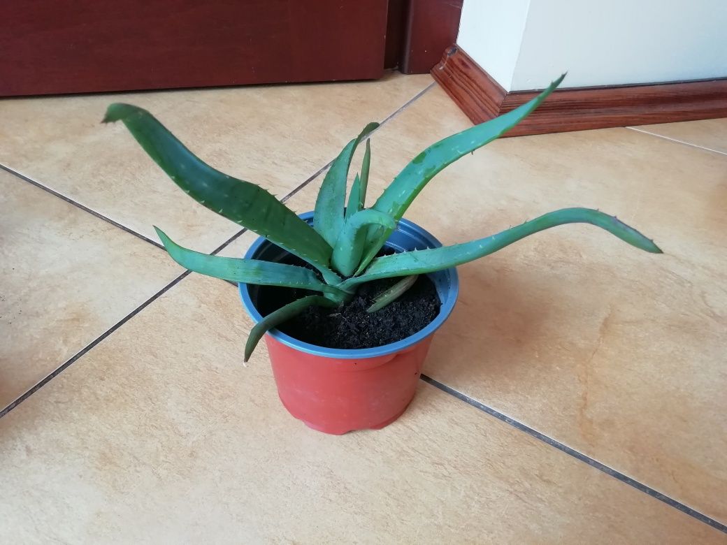 Aloes aloe vera sadzonki ukorzenione