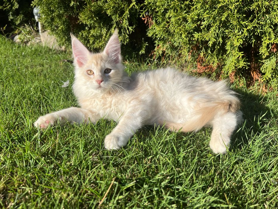 Kotka   Maine Coon  z Rodowodem