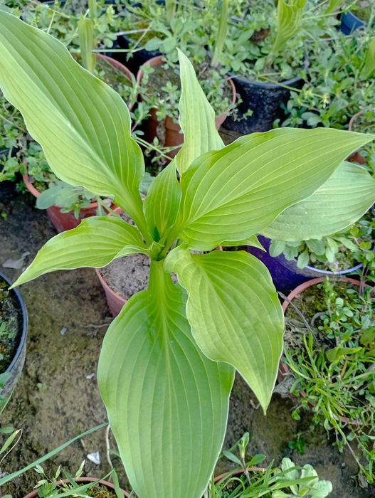 Hosta zielona sadzonki