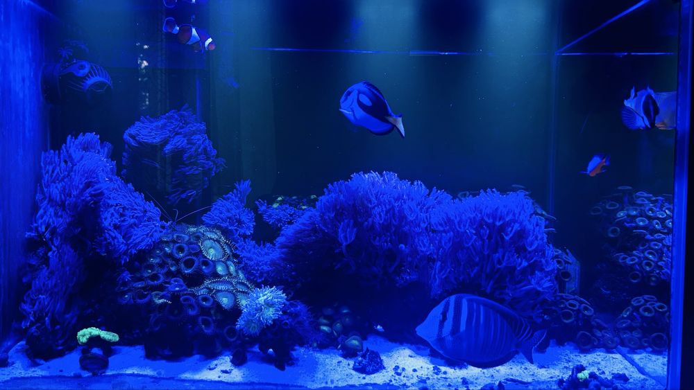 Akwarium morskie