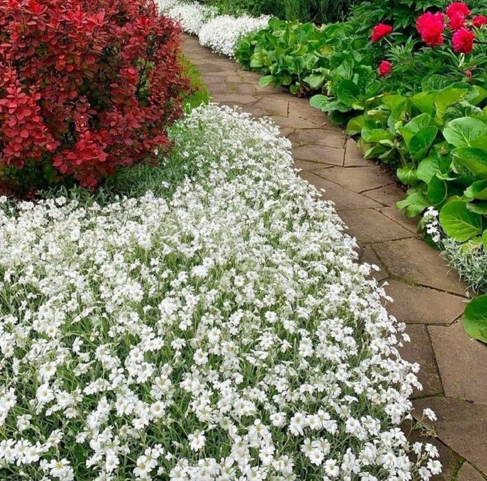 Ясколка  біла почвопокровна