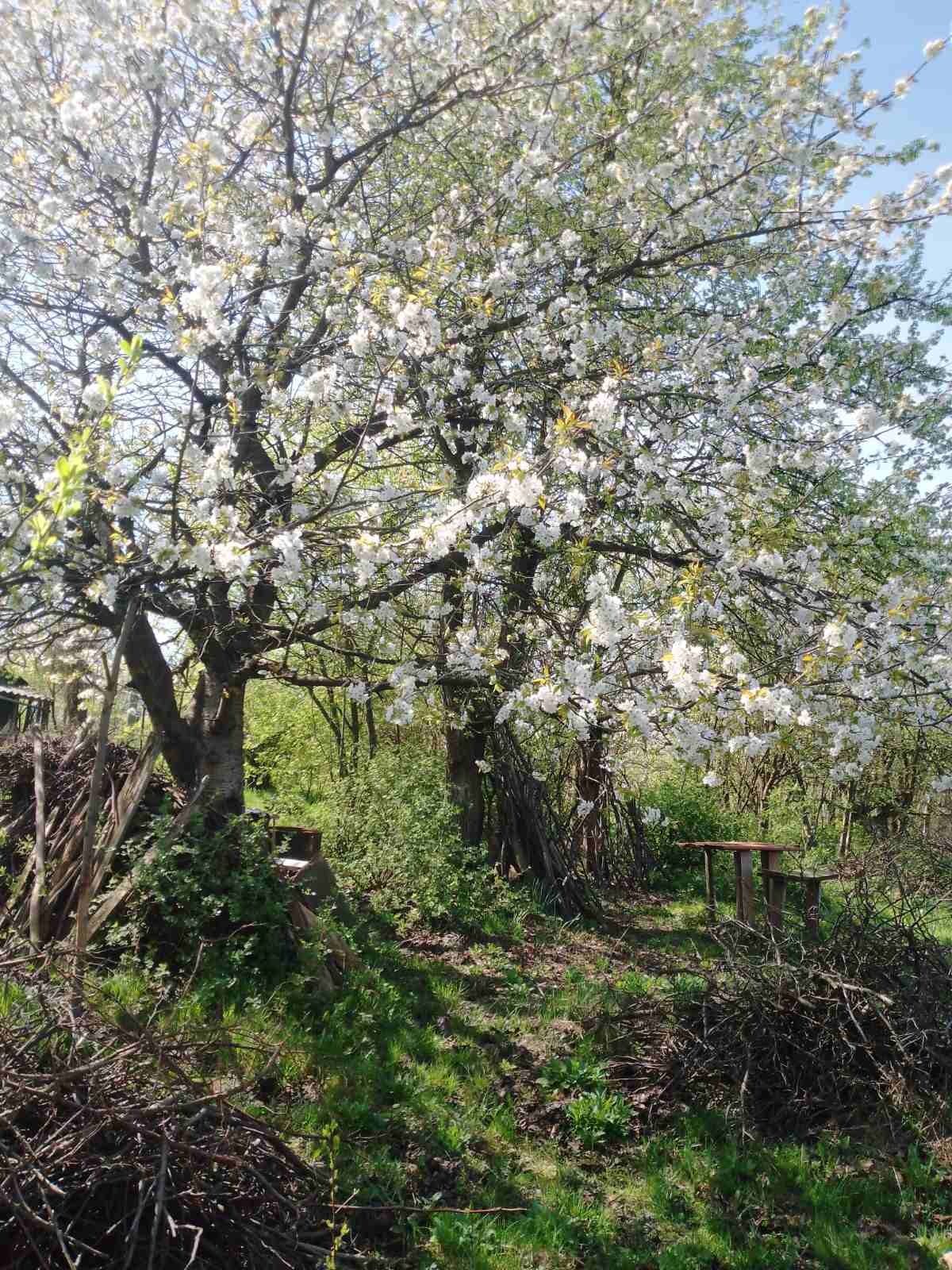 Дачна ділянка Старе Село