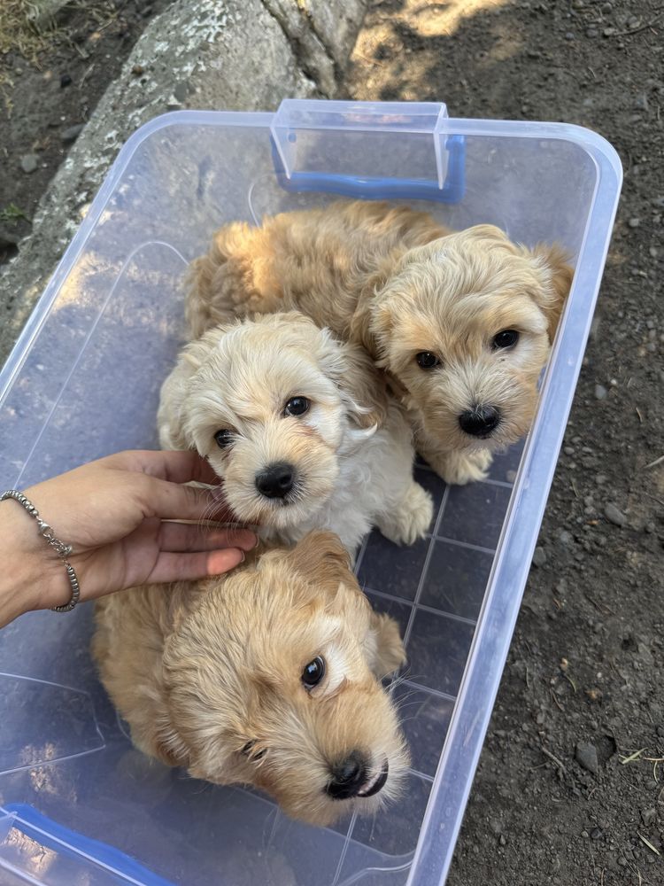 Vip maltipoo мальтіпу ф1, мальтипу