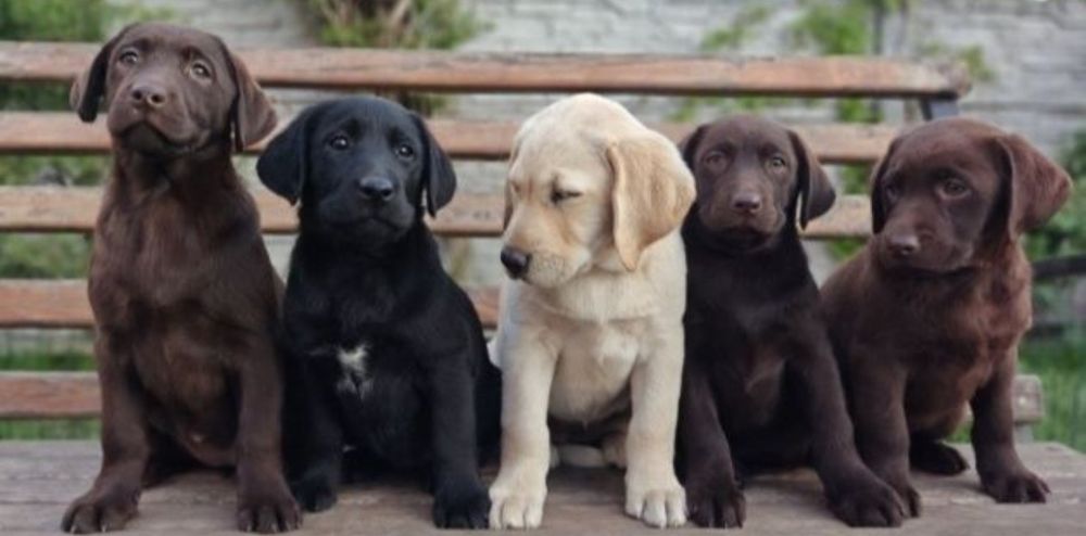 Бронь та продаж Офіційний розплідник Лабрадор Ретрівер цуценята