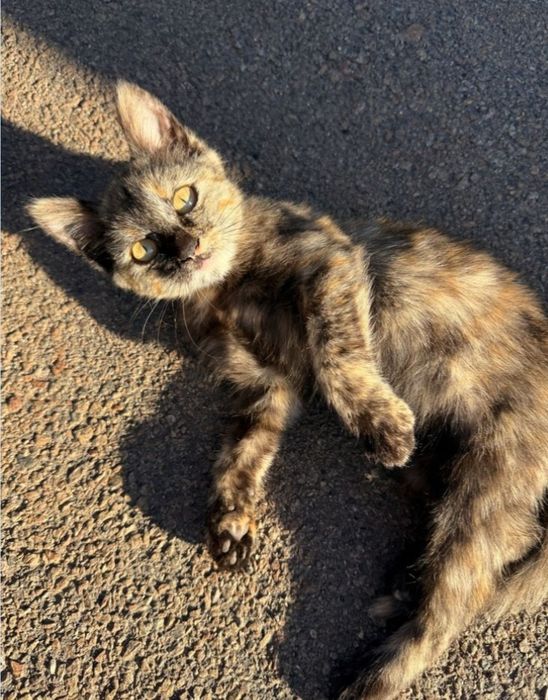 Віддам кошеня в добрі руки