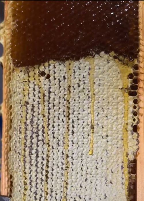 Натуральний свіжий мед урожаю 2025 року