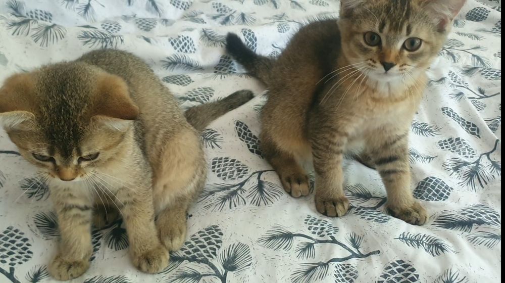 Шотландские котята, золотая шиншилла, три прямоушки, девочка вислоушка