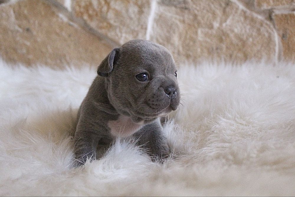 Bulldog francês blue e merle
