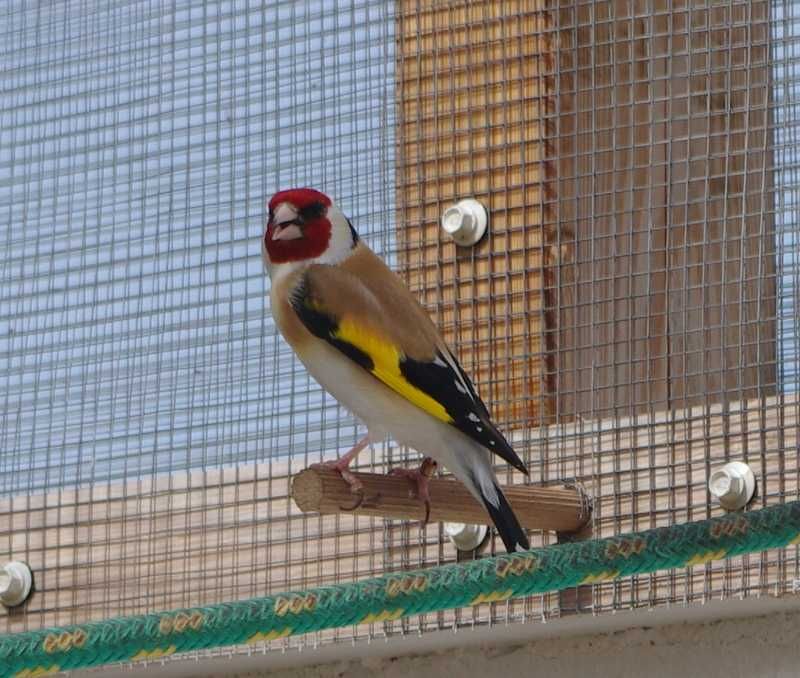 Szczygły syberyjskie Carduelis major samce