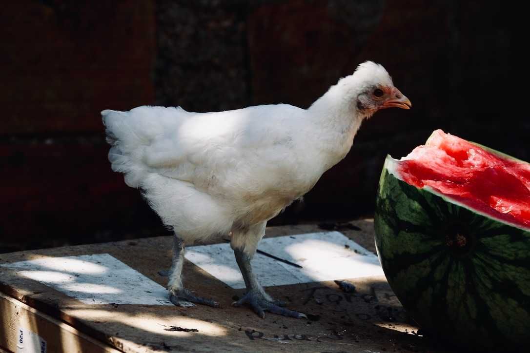 Galos de Sedosa Showgirl, Sedosa Barbuda, Pedrês Portuguesa
