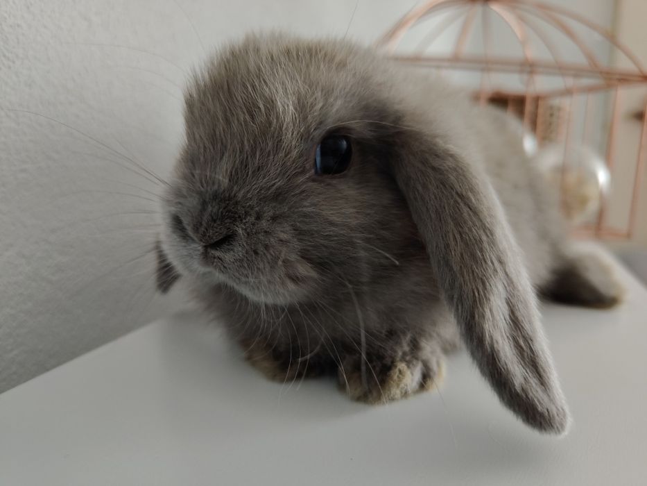 Mini Lop królik gotowe do odbioru