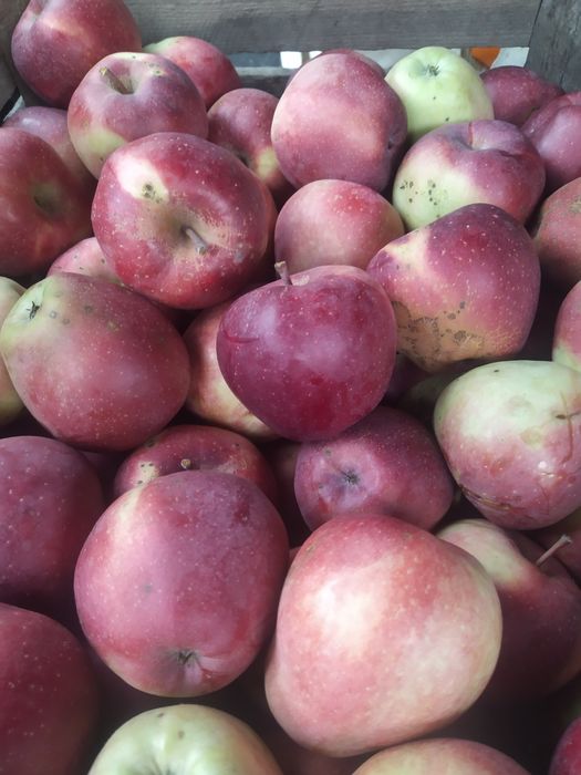 Jablka bez oprysków i nawozu