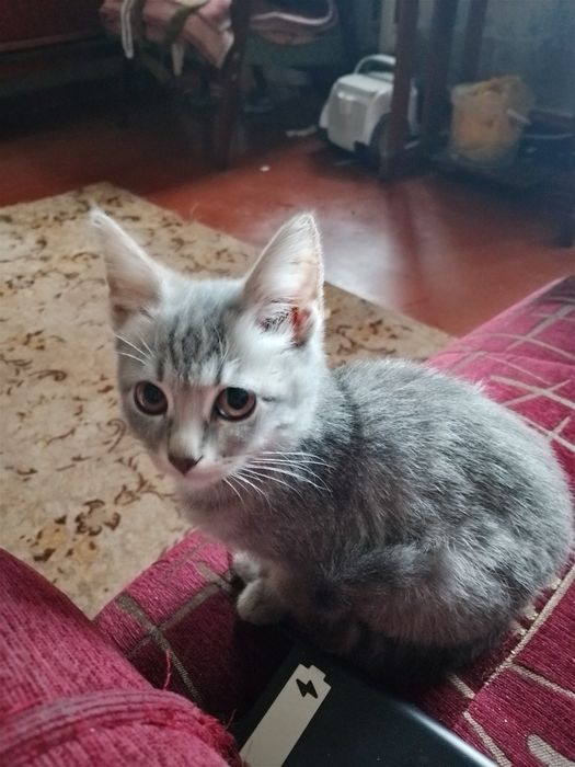 Віддам безкоштовно кошенят