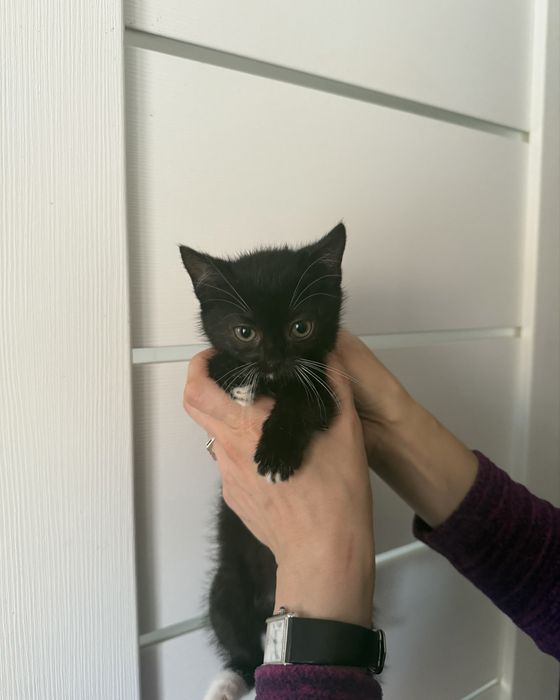 Шері шукає родину