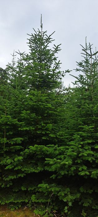 Jodła kaukaska polska plantacja