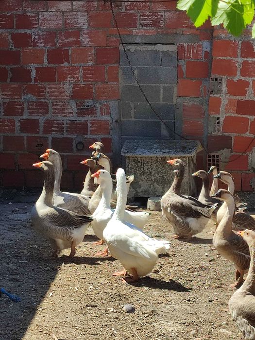 Vendo vários gansos normais e sinaleiros