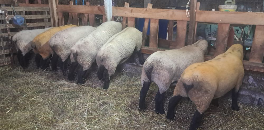 Ovelhas suffolk  certificadas