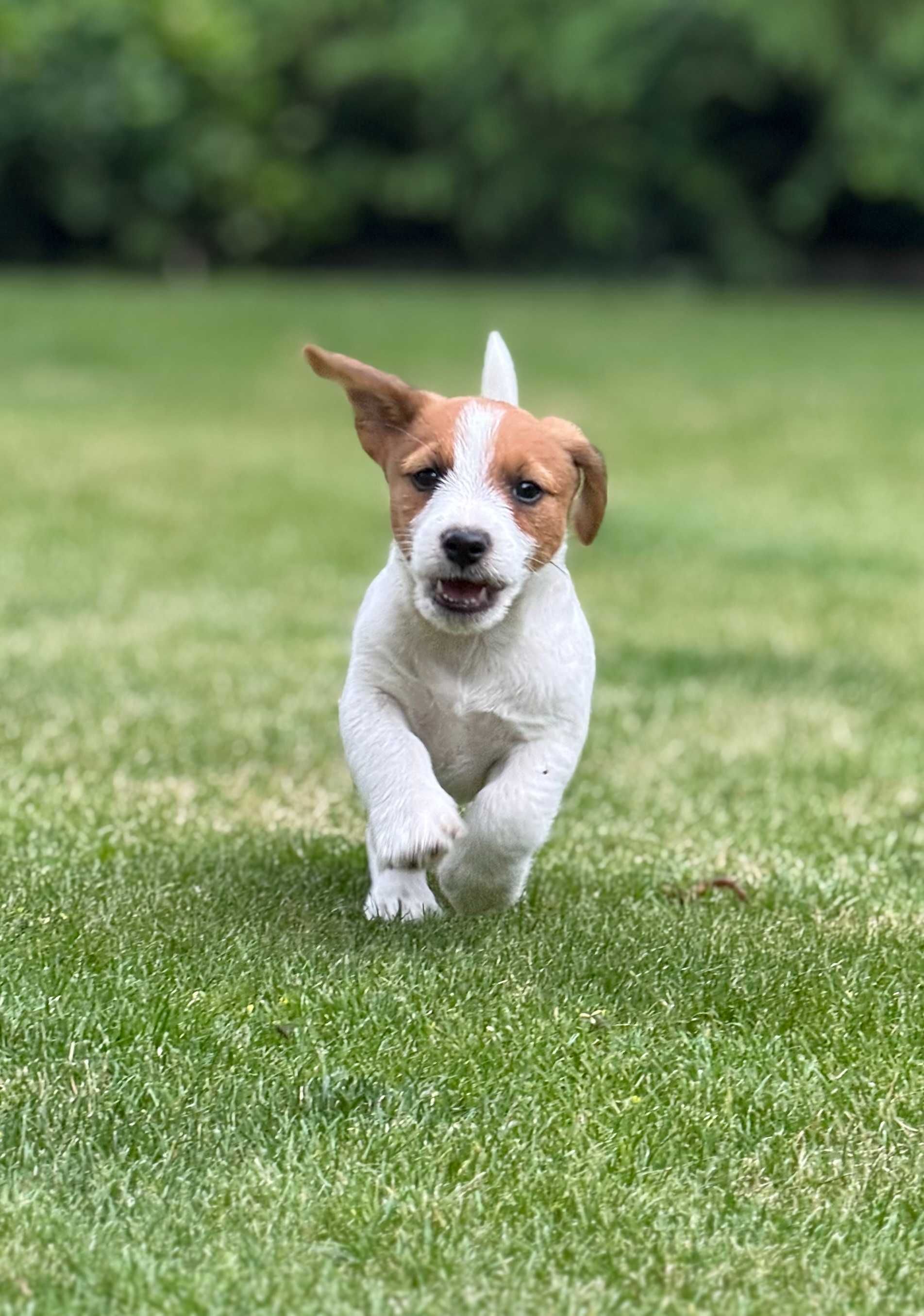 Jack Russell Terrier piesek od #Smartie Jacks # rodzice ZKwP/ FCI