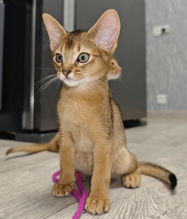 Продам абиссинских котят