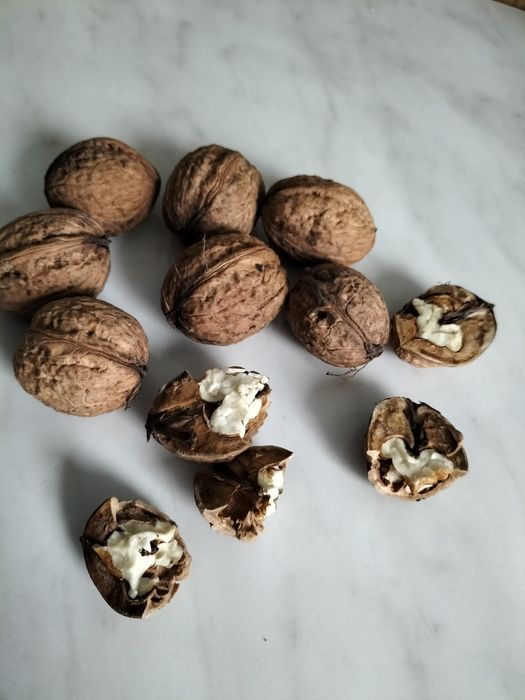 Orzechy włoskie sprzedam