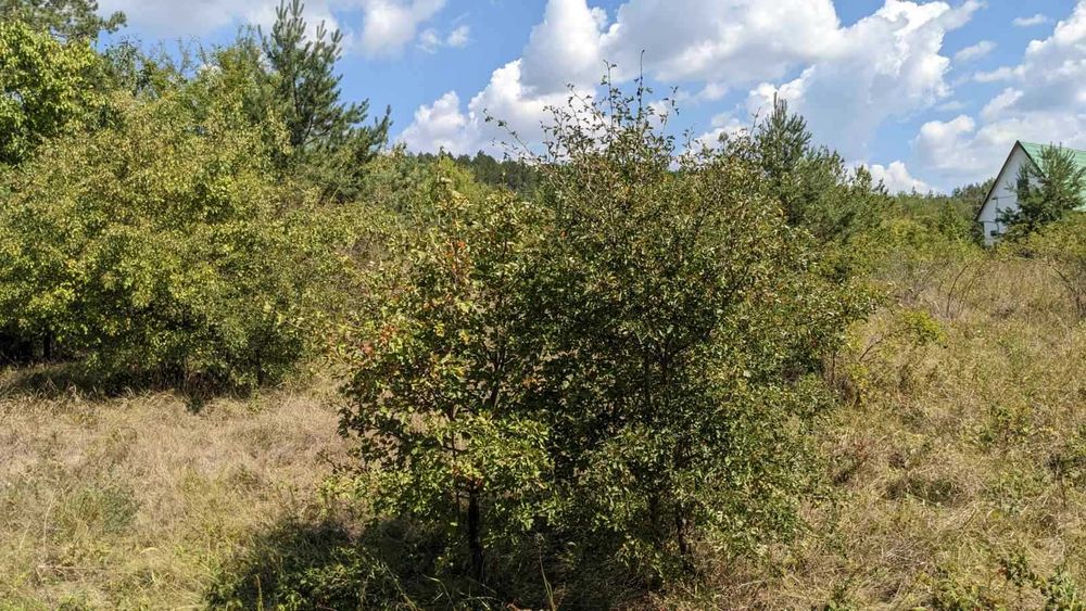 Продаж земельної ділянки на Дністрі Рудківці