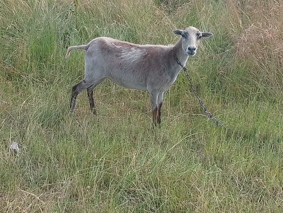 Sprzedam owce kameruńskie i wrzosówki