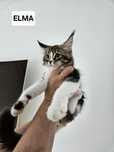 Piękna kotka Maine Coon