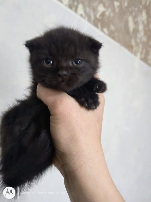 Британские котята