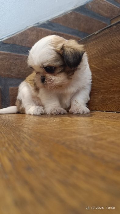 Śliczny piesek shih tzu