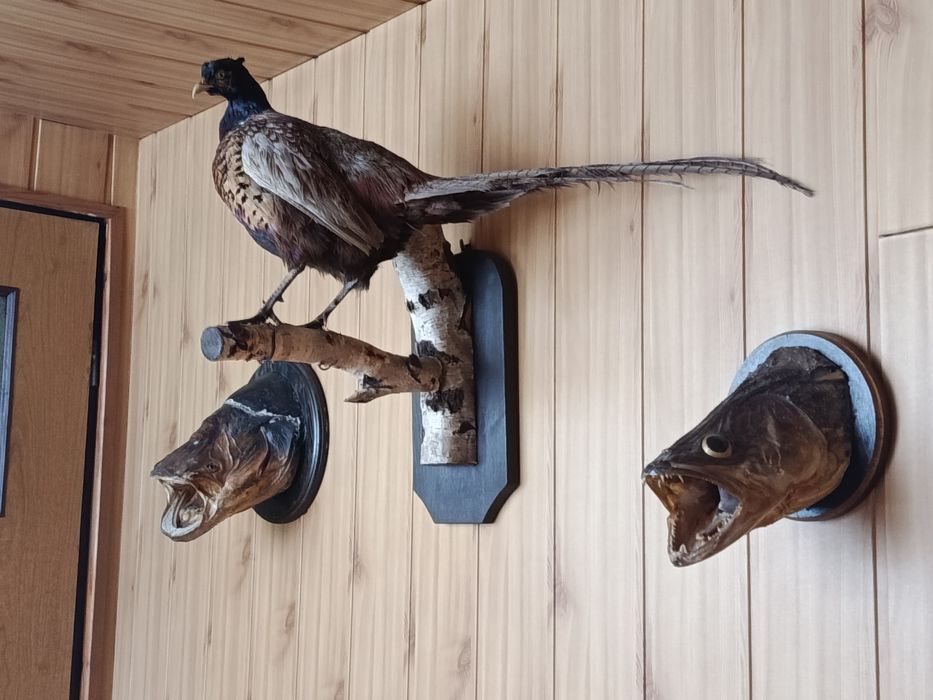 Sprzedam ładnie wypchanego bażanta wraz z rybami