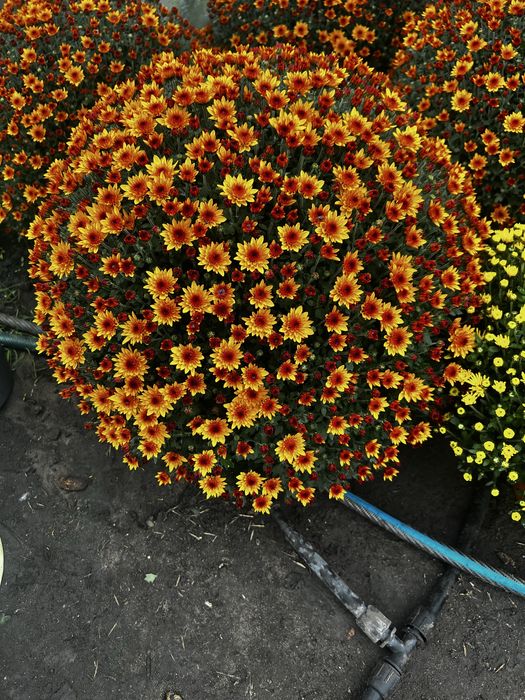 Chryzantemy od Producenta