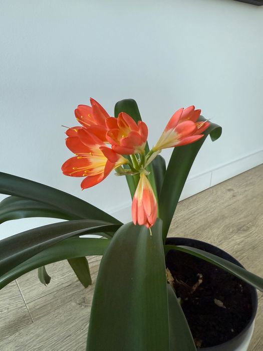 Kwiat doniczkowy kliwia