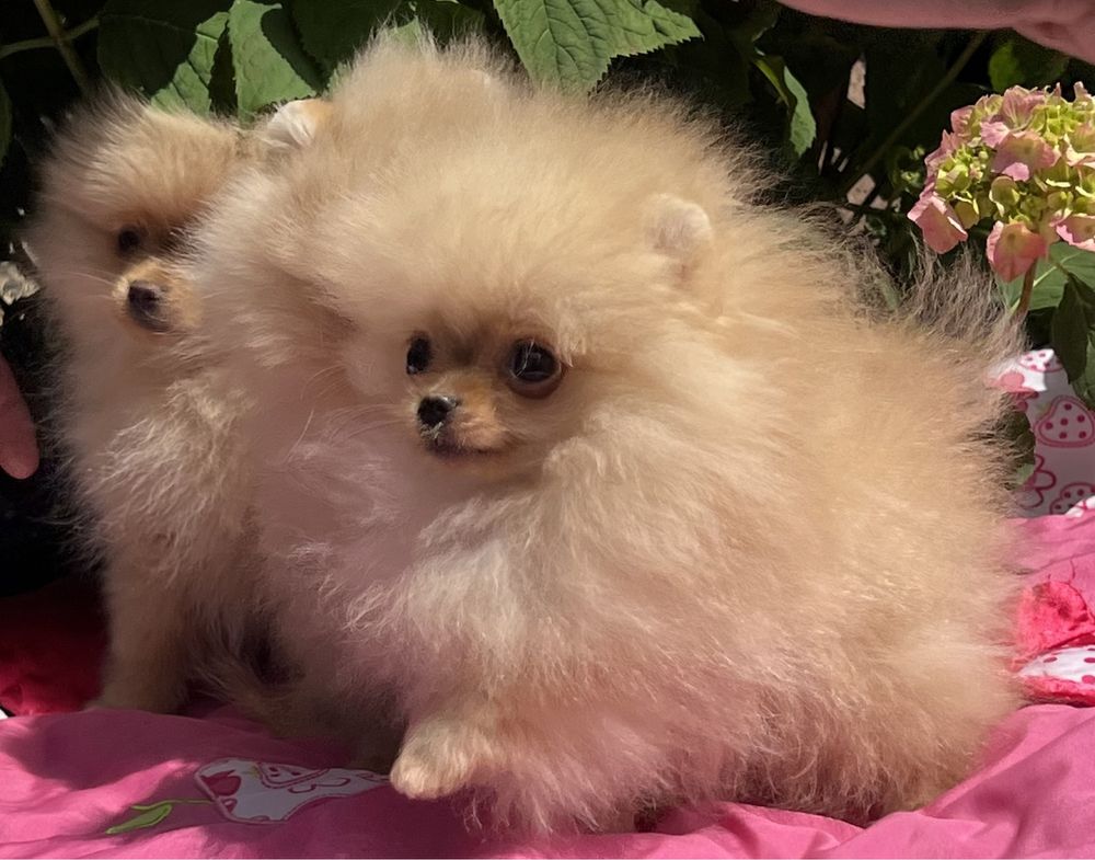 Malutki piesek rasy pomeranian