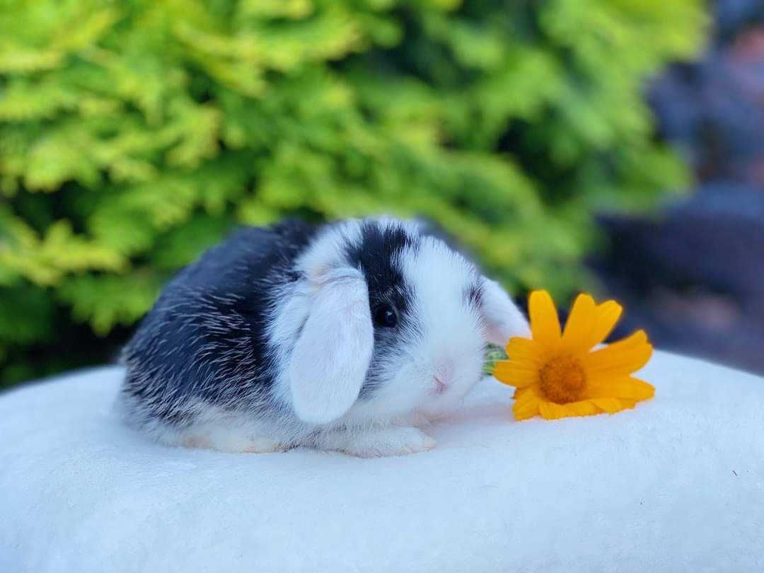 Mini coelhos anões hôlandes ,teddy, desparasitados e vacinados