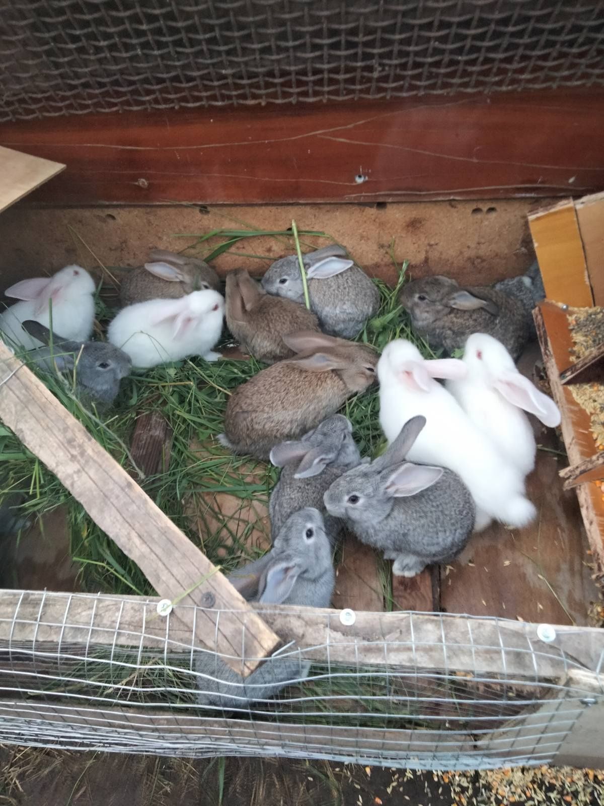 Продаються кролики 1 месяц 200грн