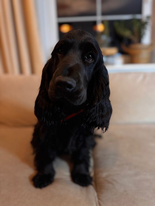 KADET szczeniaczek Cocker Spaniel Angielski piesek rezerwacja