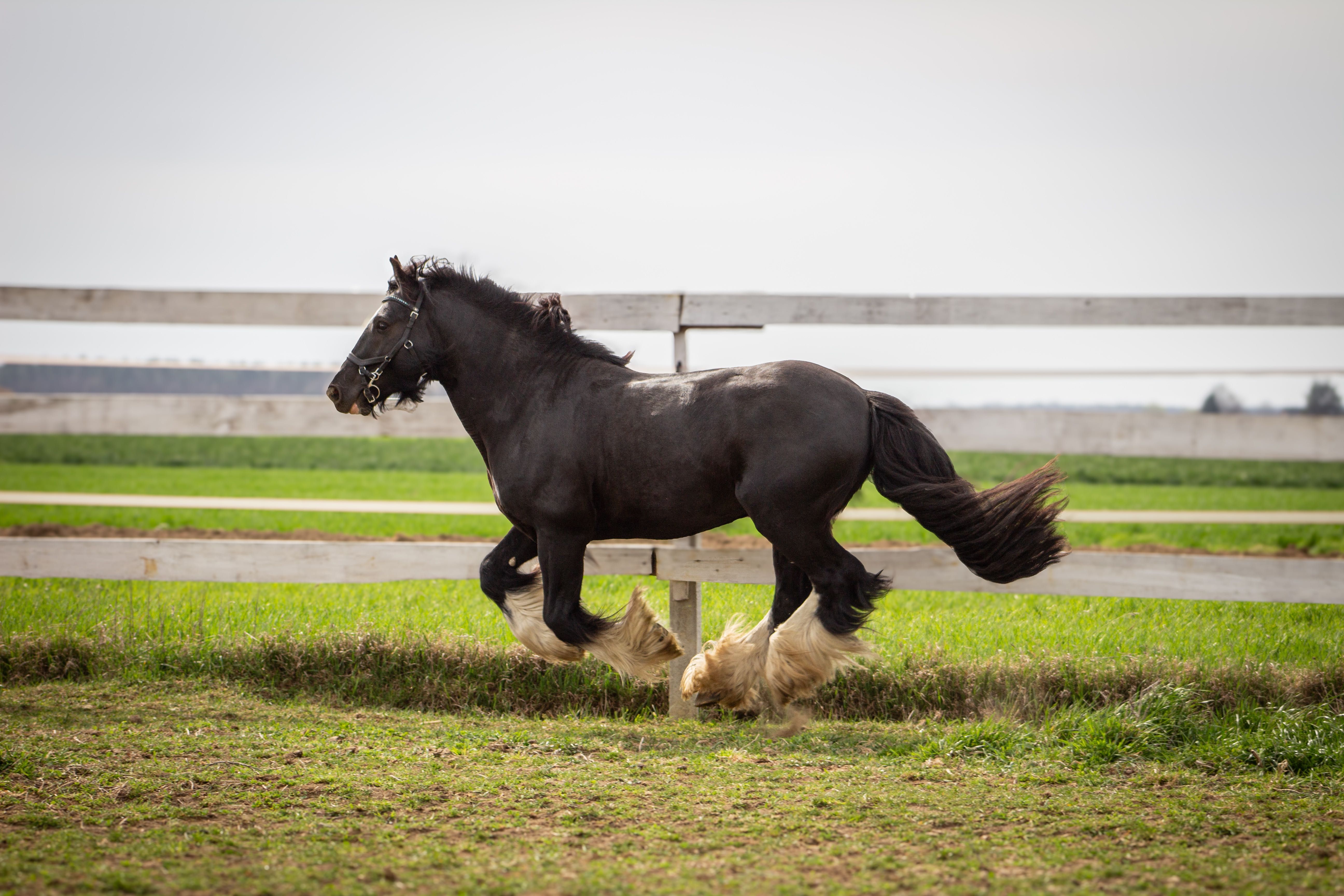 Stanówka Ogier Irish Cob/Tinker/Gypsy Cob