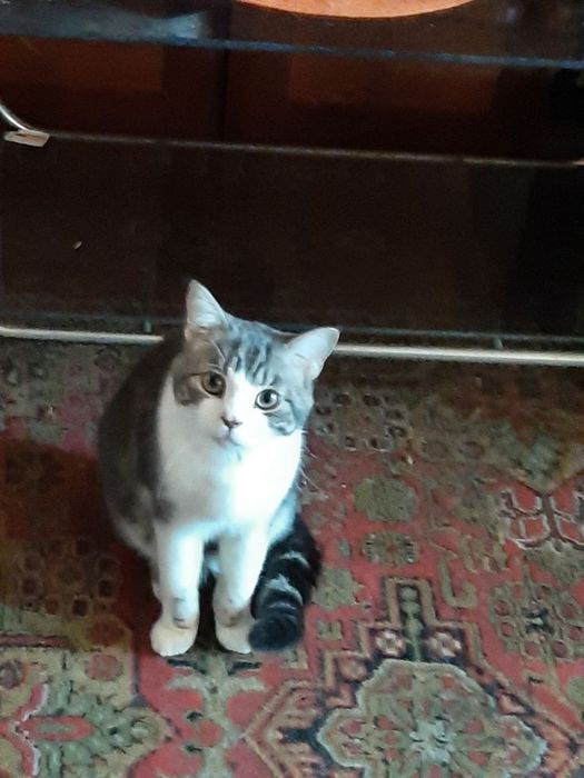 Кот-британец срочно ищет кошечку.