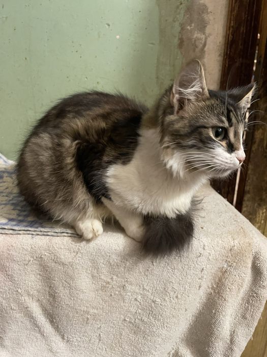 Котенок котик мальчик пушистый полосатый белый