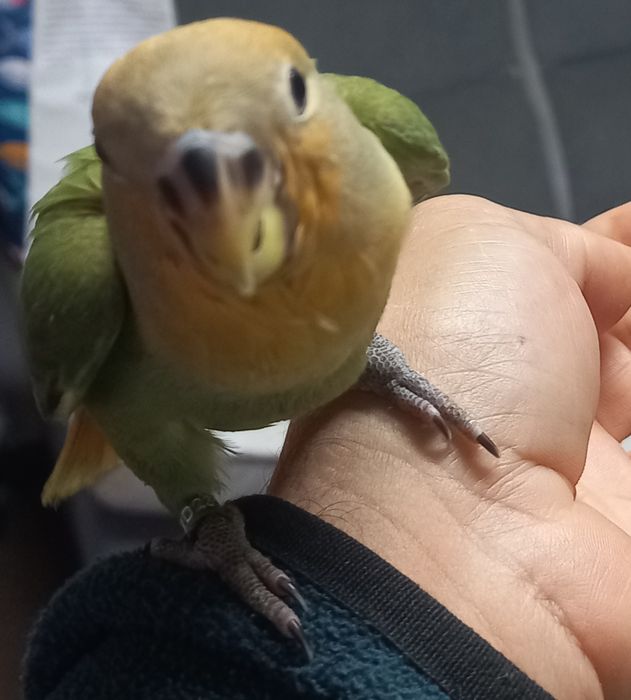 Agapornis criados a mão