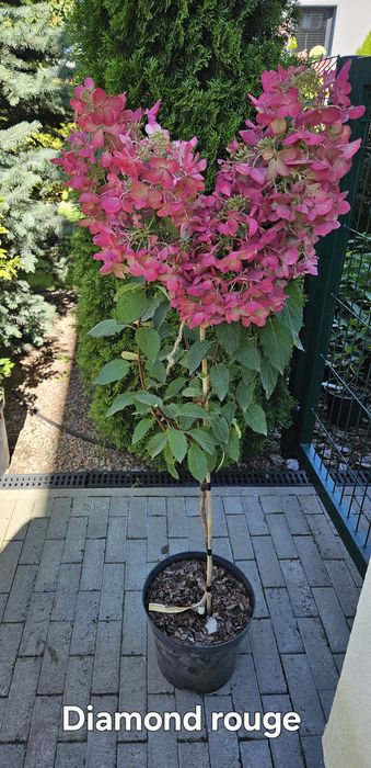 Гортензія на штамбі, штамбова гортензія волотиста,  штамб