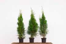 Thuja Tuja Szmaragd 50cm Wysyłka - Sadzenie Gratis !!!