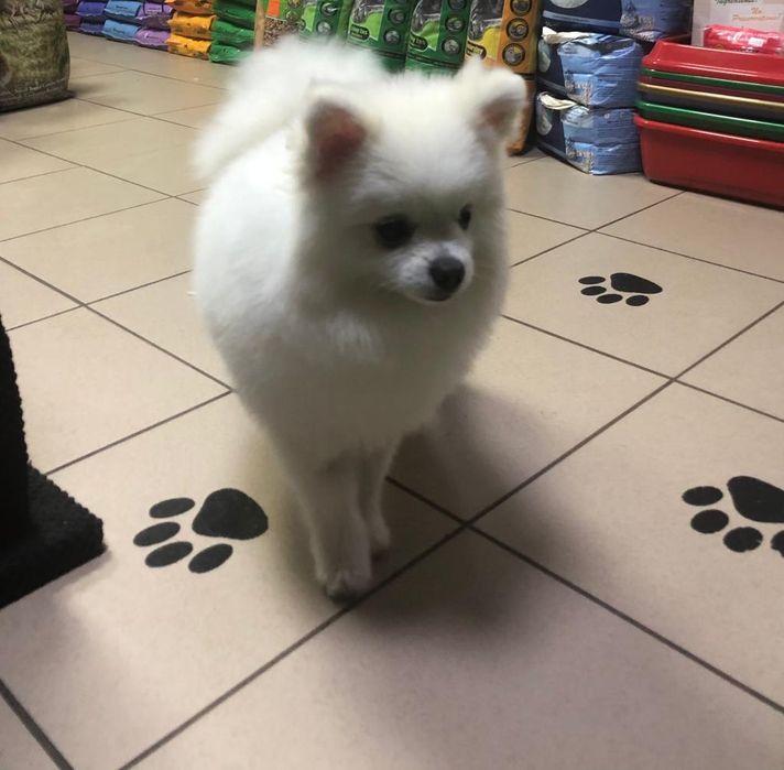 Fryzjer dla psów WHITE DOG