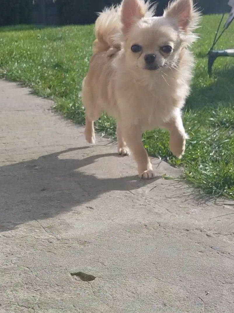 Chihuahua samczyk długowłosy FCI