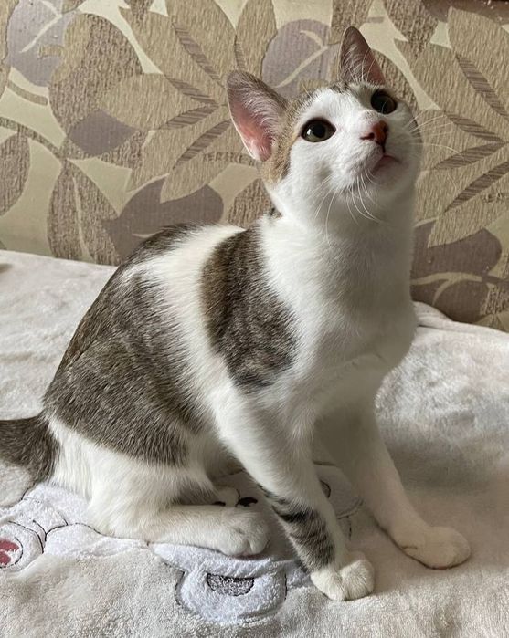 Котик короткошерстный