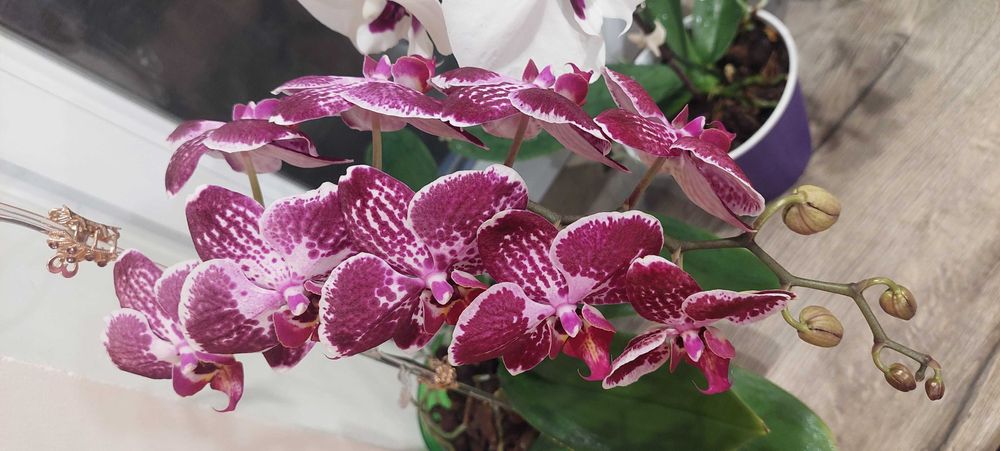 Кімнатна Орхідея