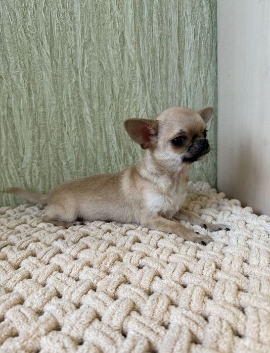 Супер міні дівчина чихуахуа